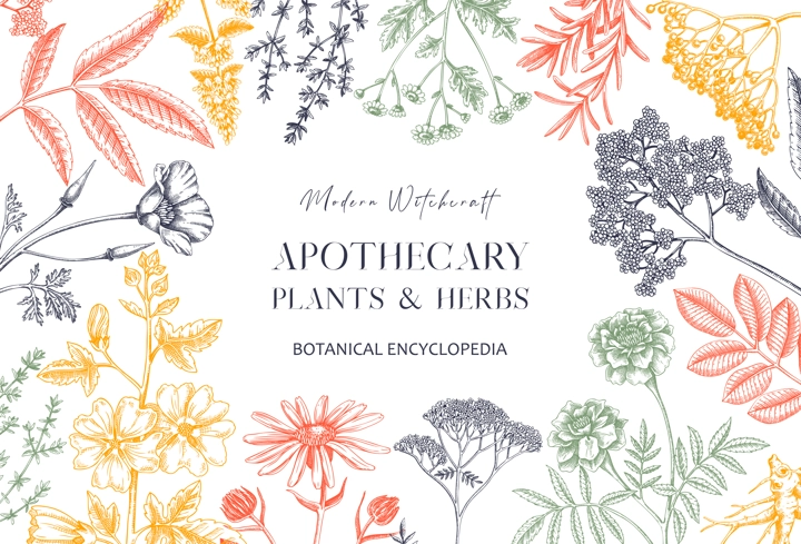 Apothecary plant banner design. Witchcraft background. Herbal remedies, medicinal plants, witch herbs hand-drawn vector illustration. Vinatge card template. NOT AI genereted